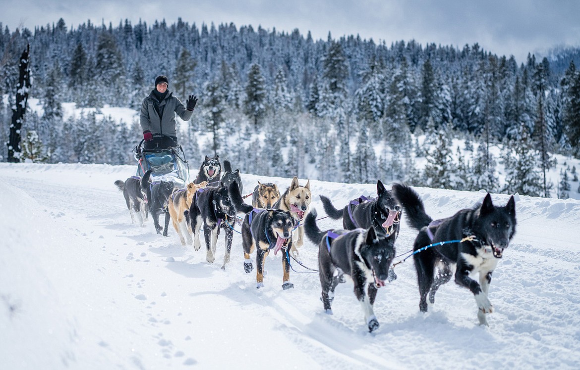 Why Is Dog Sledding So Expensive